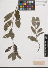 Foto von Salix cinerea subsp. belgica